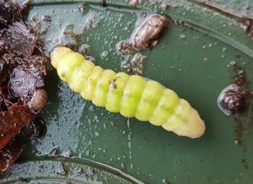 Phlogophora meticulosa